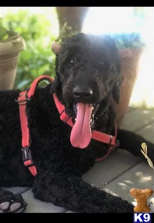 Labradoodle stud dog