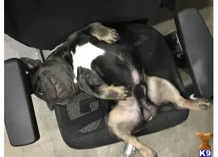 French Bulldog stud dog: a french bulldog dog lying on a couch