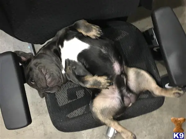 French Bulldog stud dog: a french bulldog dog lying on a couch