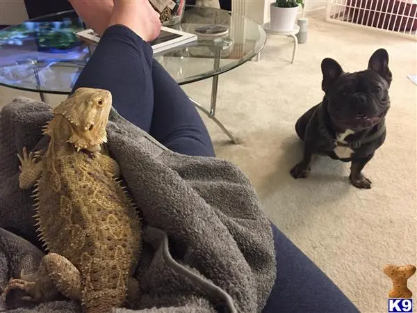 French Bulldog stud dog: a french bulldog dog looking at a person sitting on the ground