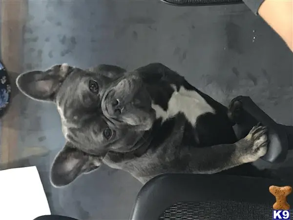 French Bulldog stud dog: a french bulldog dog lying on a couch