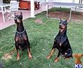 Doberman Pinscher
