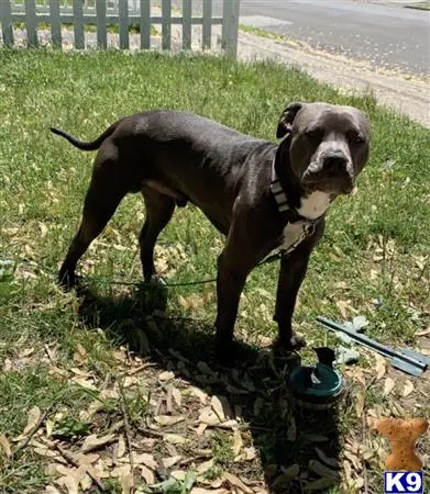 American Pit Bull stud dog