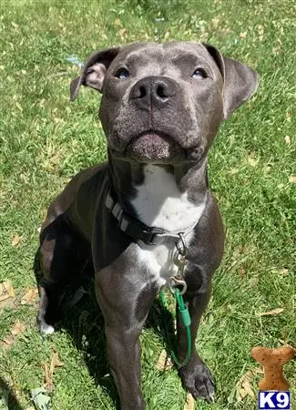 American Pit Bull stud dog