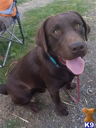 Labrador Retriever stud dog