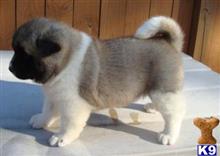 akita puppy posted by trippiererdd