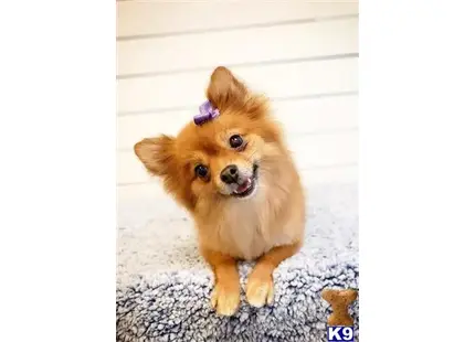 Pomeranian