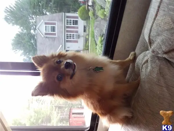 Pomeranian female dog