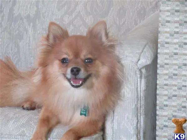 Pomeranian female dog