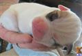 Old English Bulldog
