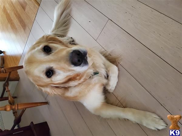 Golden Retriever female dog