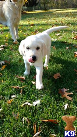 Golden Retriever female dog
