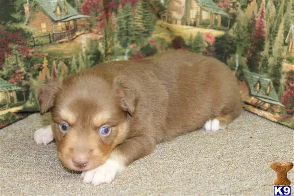 Miniature Australian Shepherd