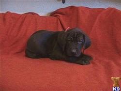 Great Dane