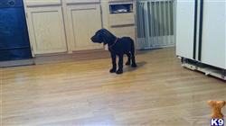 Great Dane