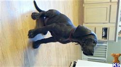 Great Dane