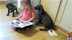 Great Dane