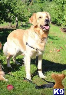 Golden Retriever stud dog