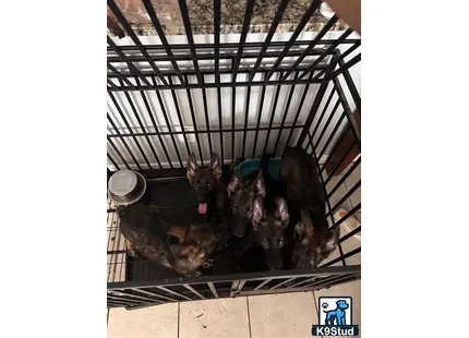 a group of pigs in a cage