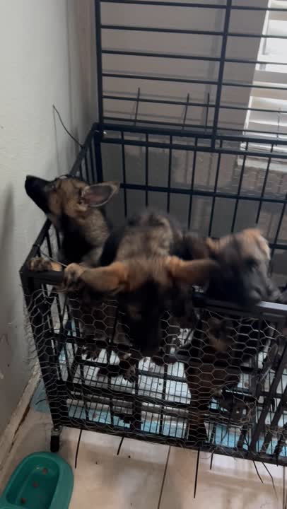 German Shepherd puppy video