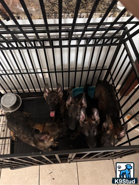 a group of pigs in a cage
