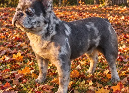 French Bulldog stud dog: Blue brindle French Bulldog standing among colorful autumn leaves