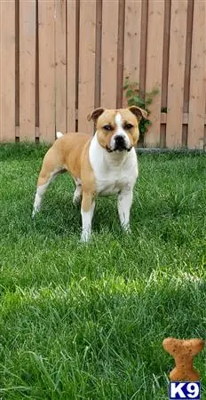 Staffordshire Bull Terrier stud dog