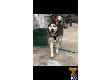 Siberian Husky