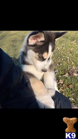 Siberian Husky stud dog