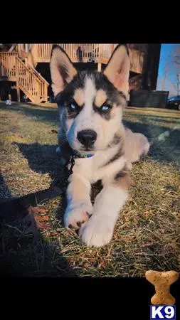 Siberian Husky stud dog