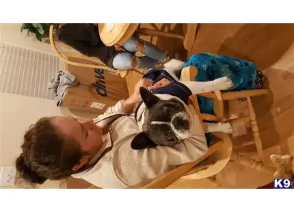 French Bulldog stud dog: a person holding a french bulldog dog