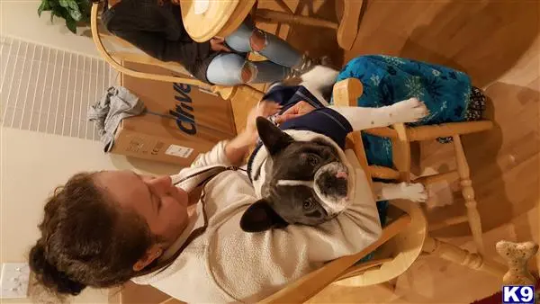 French Bulldog stud dog: a person holding a french bulldog dog