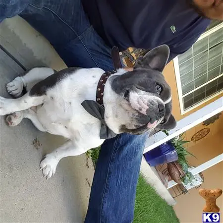 French Bulldog stud dog: a french bulldog dog lying on a persons lap