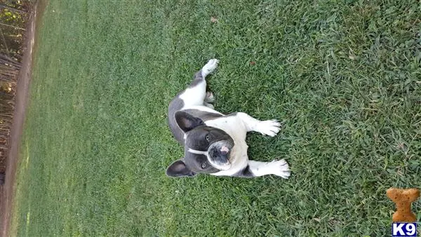French Bulldog stud dog: a french bulldog dog lying on the grass