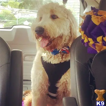 Goldendoodles stud dog