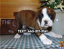 boxer puppy posted by trustnons12