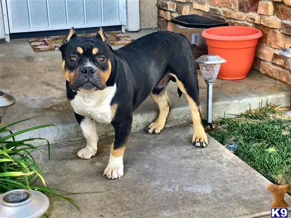 American Bully stud dog