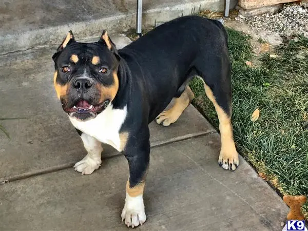 American Bully stud dog