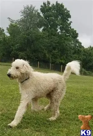 Labradoodle stud dog