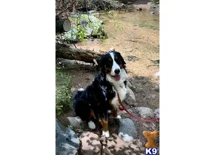 Bernese Mountain Dog