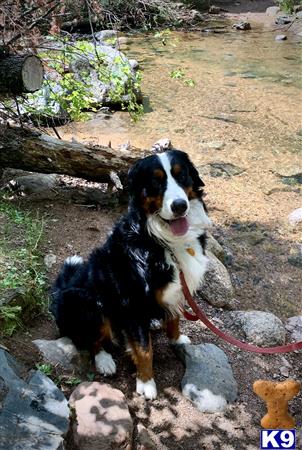 Bernese Mountain Dog stud dog