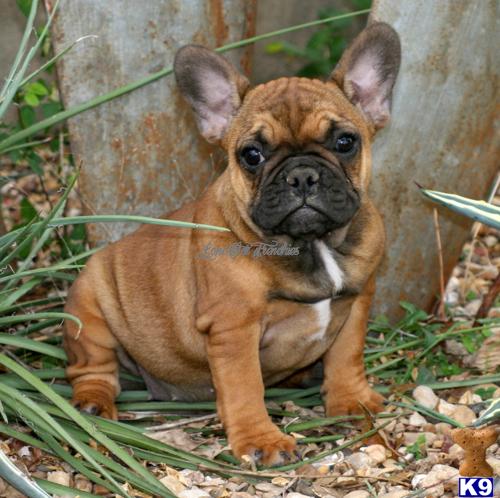 French Bulldog