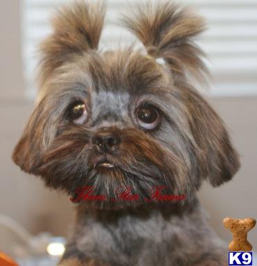 brindle shih tzu puppies for sale shih tzu puppy for sale akc brindle shih tzu 7 years brindle shih tzu puppies for sale shih tzu puppy for sale akc brindle shih tzu 7 years