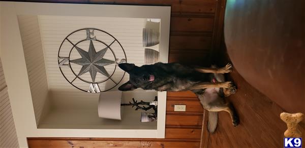 a cat standing on a shelf