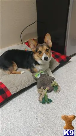 Pembroke Welsh Corgi stud dog