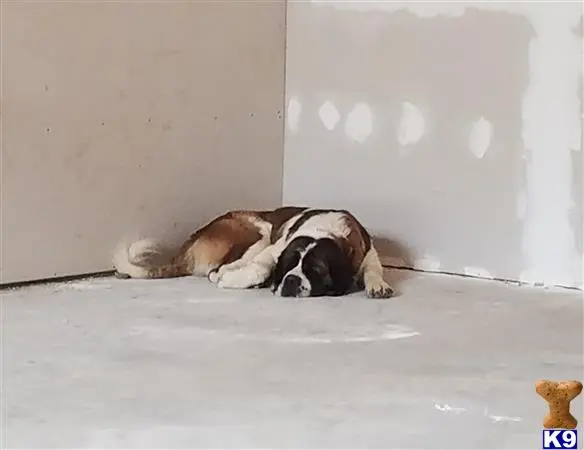Saint Bernard stud dog