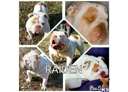 a collage of a english bulldog dog