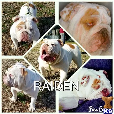 English Bulldog stud dog