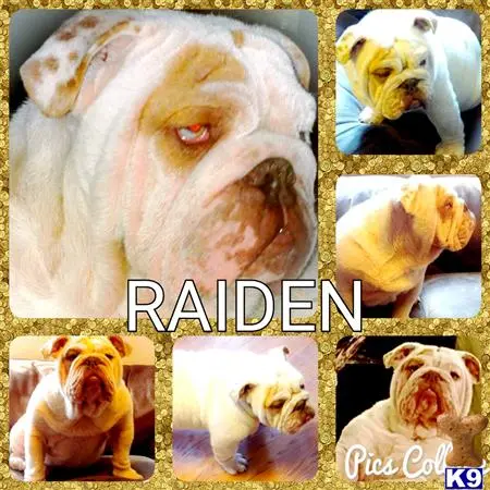 English Bulldog stud dog