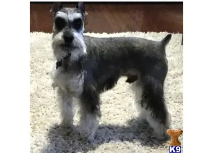 Miniature Schnauzer